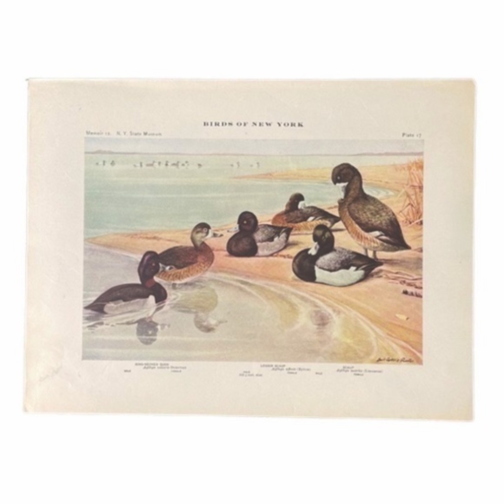 🖤5/$25 Antique Ornithological Bird Print Original duck